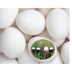 Oeuf à couver de Hollandaise à huppe blanche naine