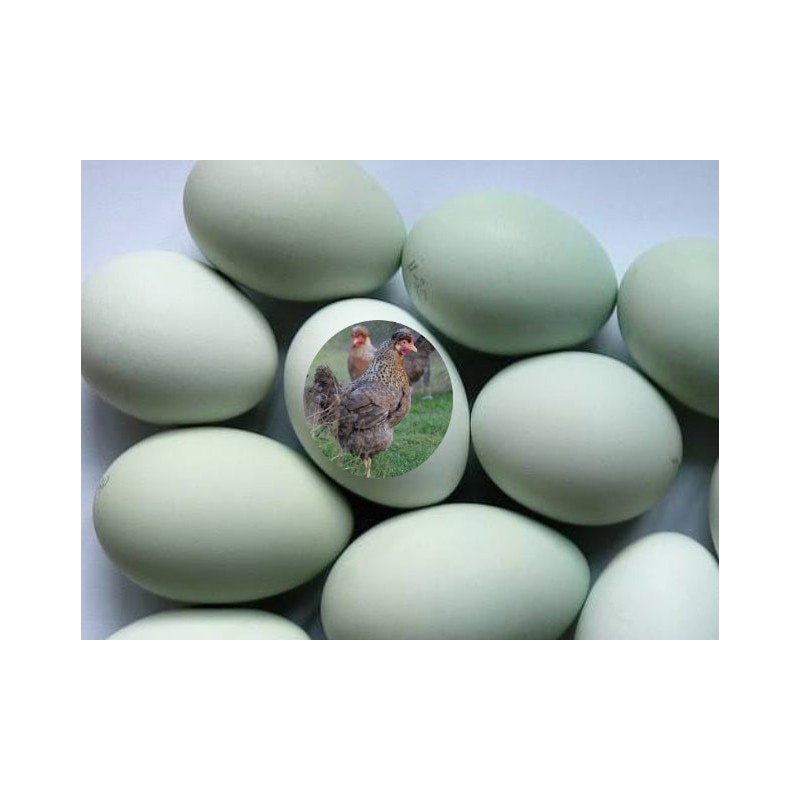 Oeuf vert-bleu