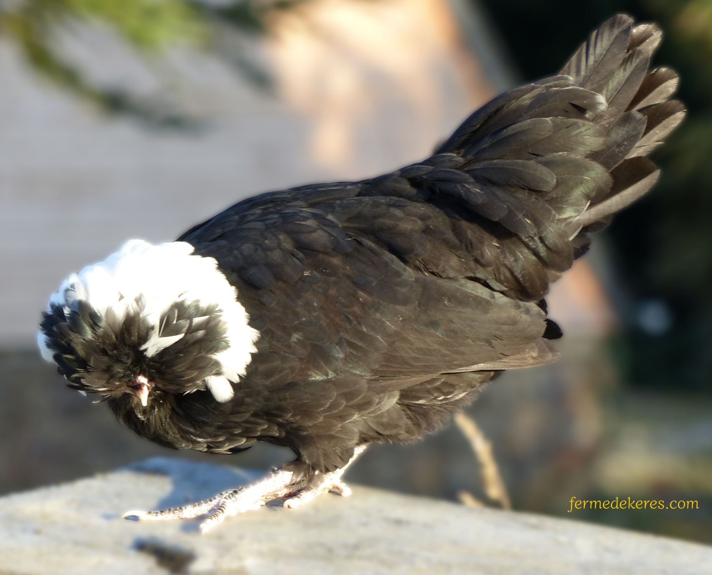 poule Hollandaise noire à huppe blanche