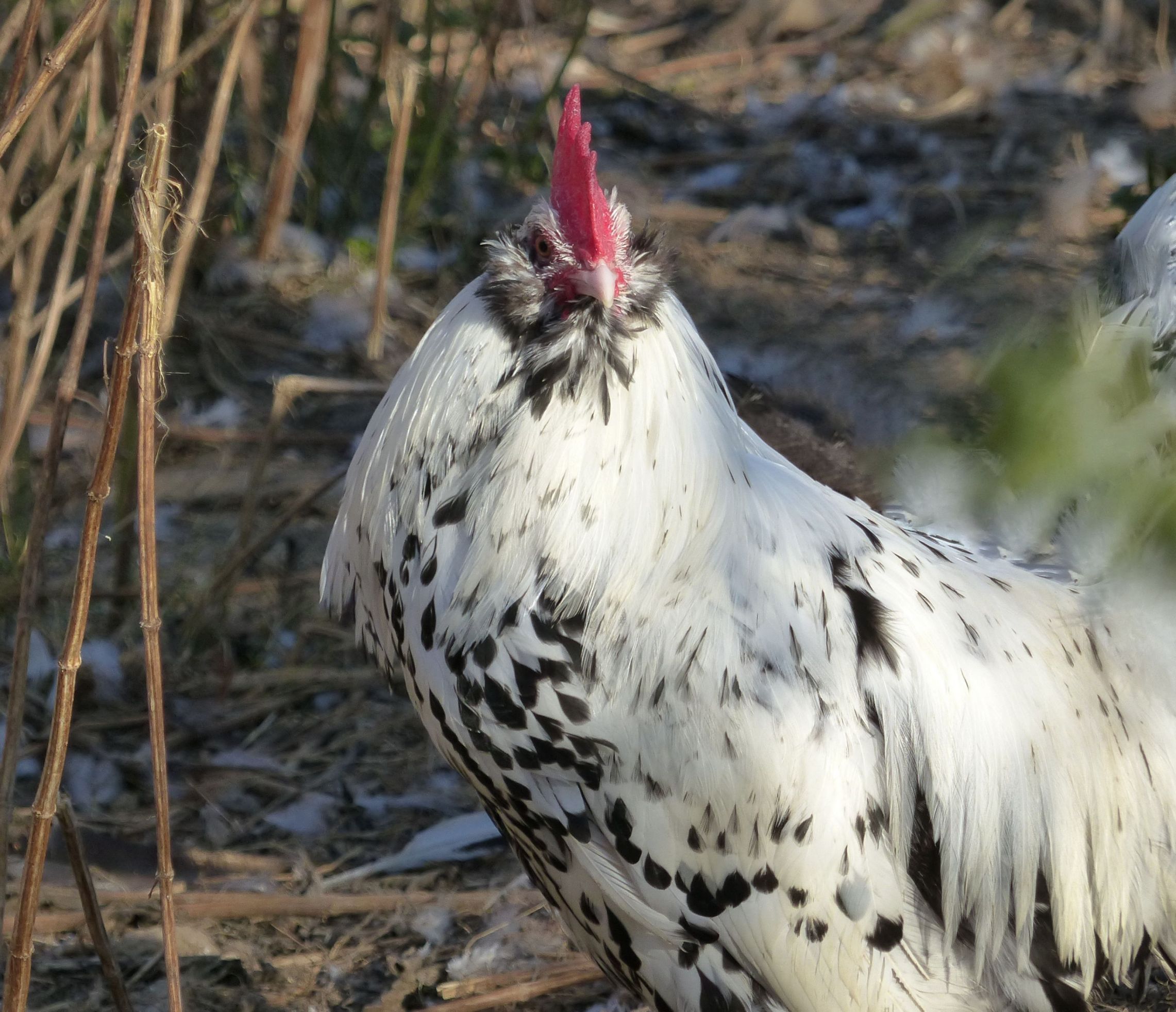 Coq Barbu de Thuringes pailleté argenté