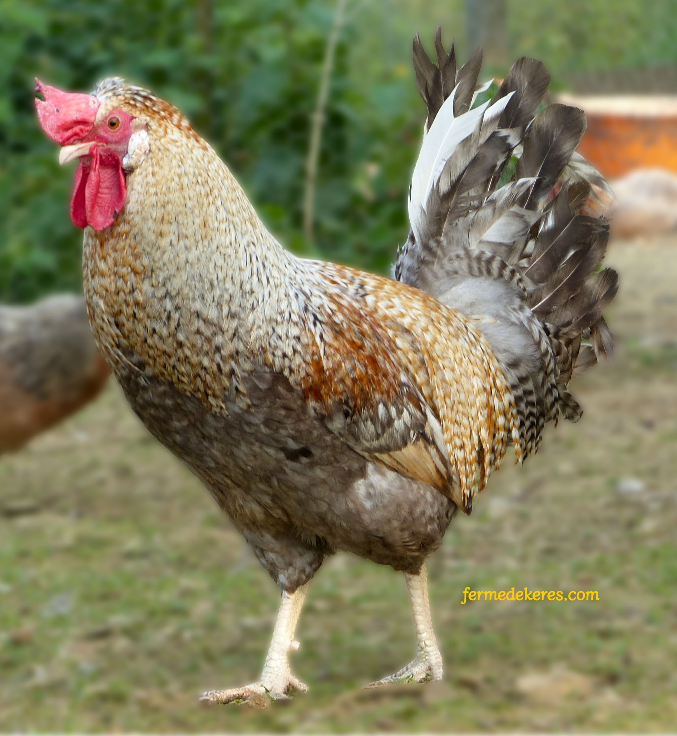 Coq cream crested legbar