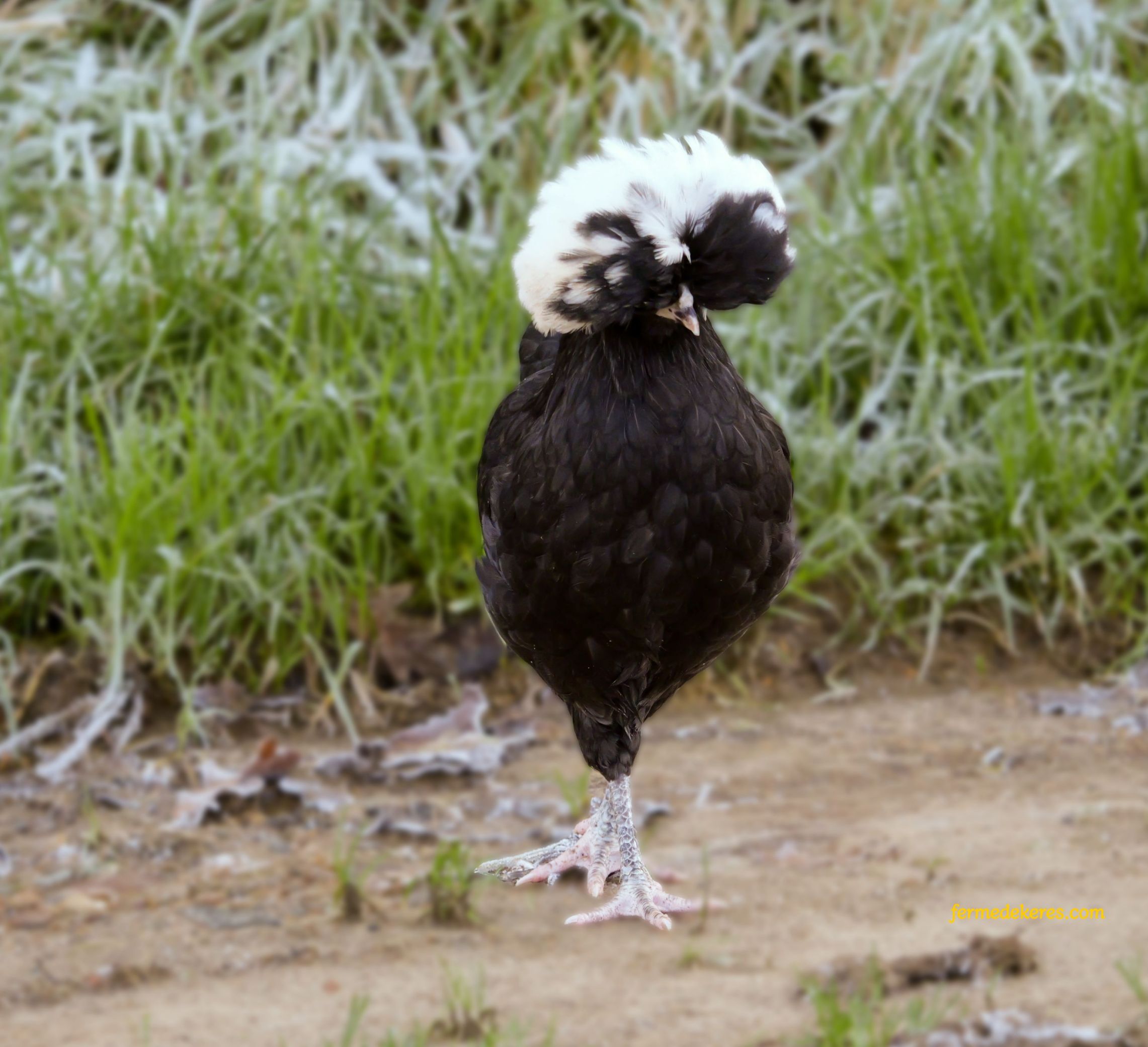 Jeune Hollandaise noire à huppe