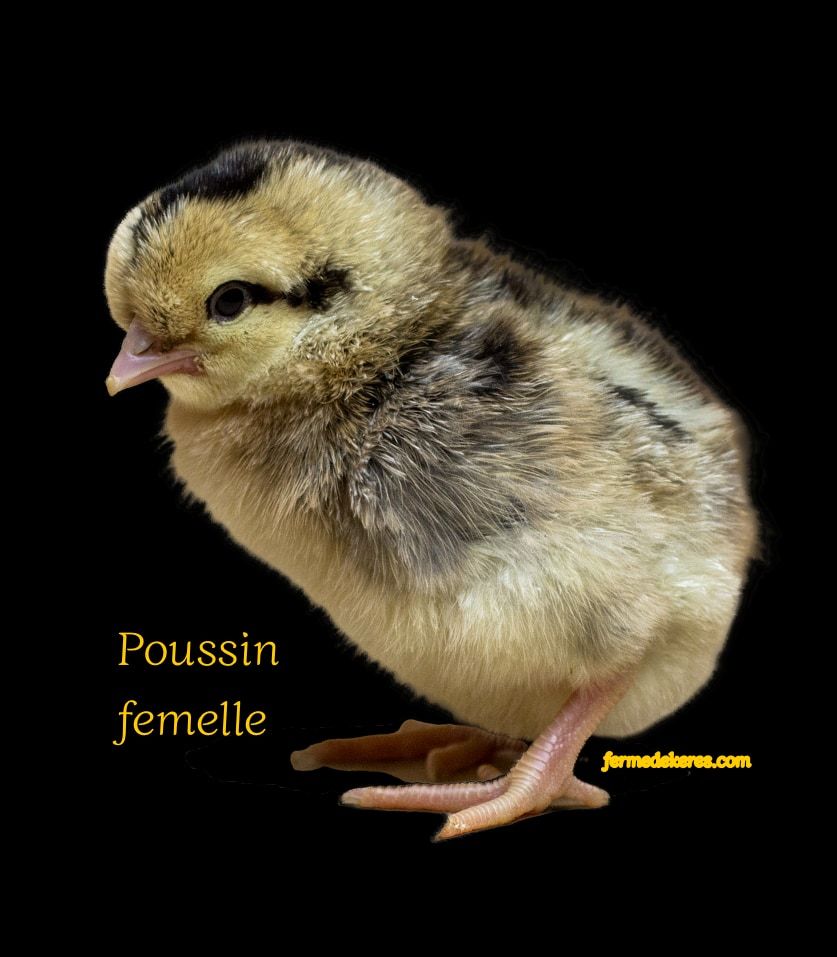 Poussin femelle cream legbar