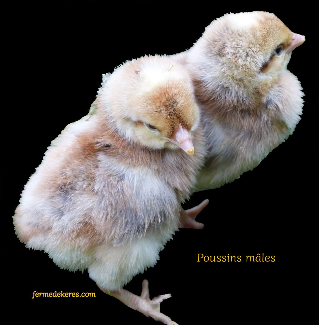 Poussins mâles de Cream crested legbar