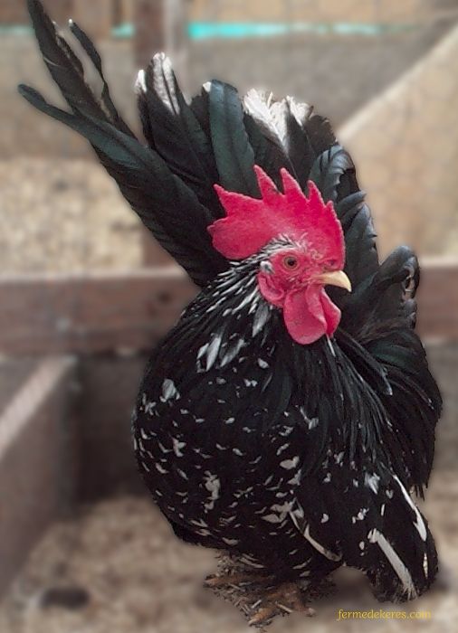 coq chabo caillouté noir