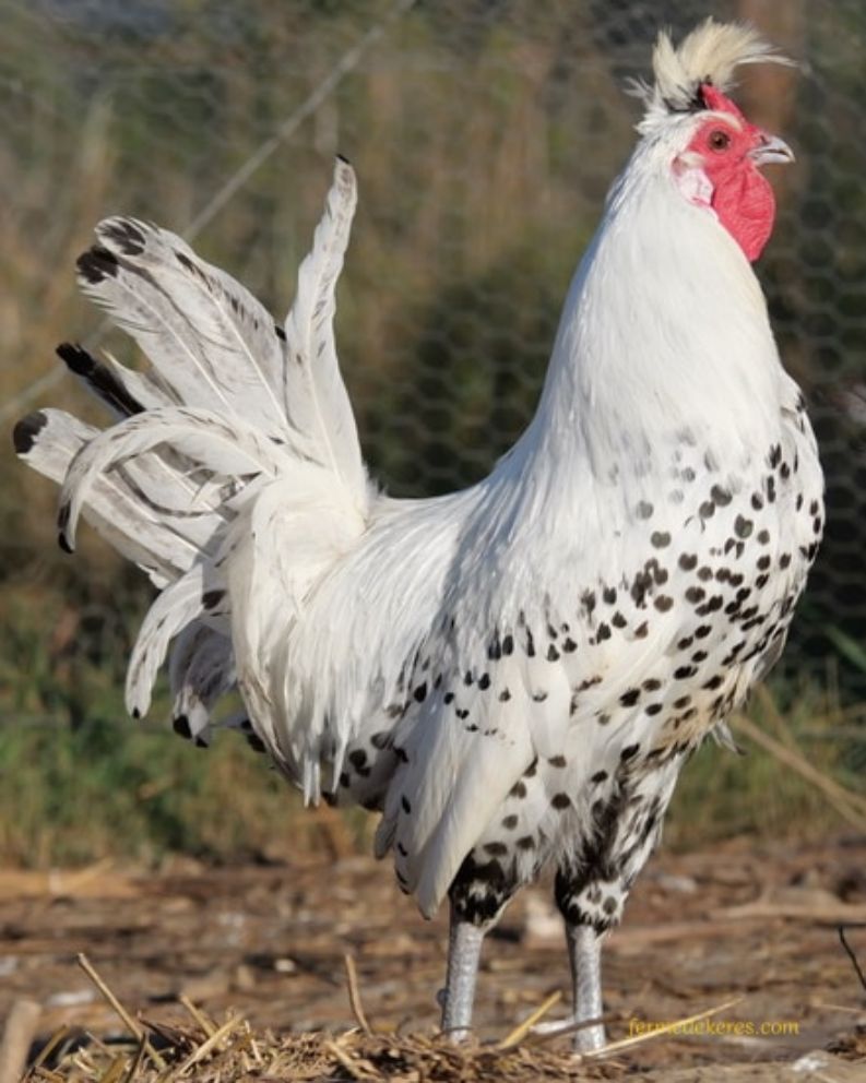 Coq appenzellois pailleté argenté